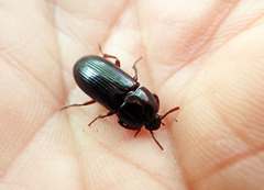 Uloma tenebrionoides