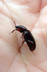 Uloma tenebrionoides