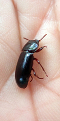 Uloma tenebrionoides