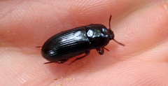 Uloma tenebrionoides
