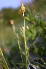 Carex michelii