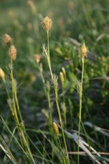 Carex michelii