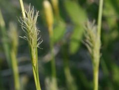 Carex michelii