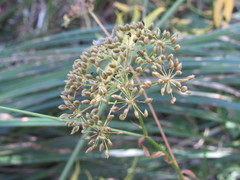 Sium sisarum