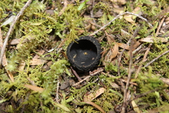 Plectania rhytidia