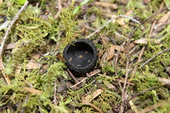 Plectania rhytidia
