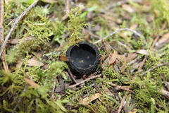 Plectania rhytidia