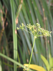 Sium sisarum