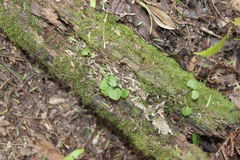 Pterostylis alobula