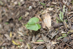 Acianthus sinclairii