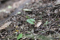 Acianthus sinclairii