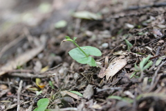 Acianthus sinclairii