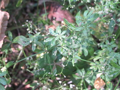 Galium rivale