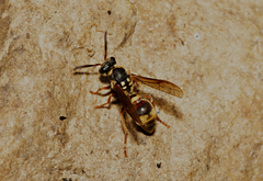 Ropalidia socialistica