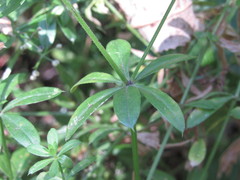 Galium rivale