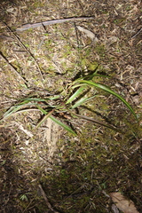 Dianella nigra
