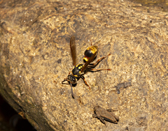 Ropalidia socialistica