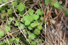 Leptostigma setulosum
