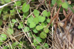 Leptostigma setulosum