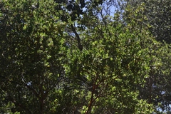 Arctostaphylos insularis