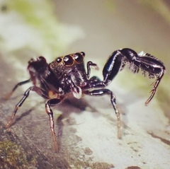 Harmochirus insulanus