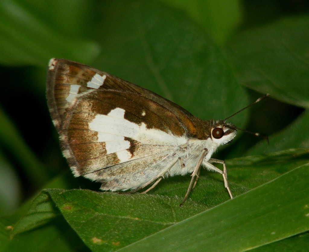 Grass Demon (Butterflies of Bangalore) · iNaturalist Mexico