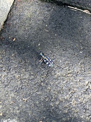 Cicindelina