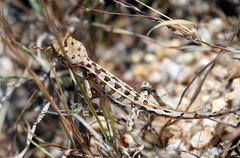 Diporiphora australis