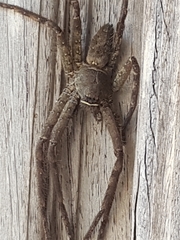 Heteropoda venatoria