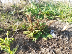 Plantago camtschatica