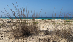 Elymus farctus farctus