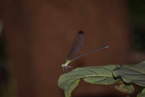 Photo of Black-tipped Forest glory (Vestalis apicalis)