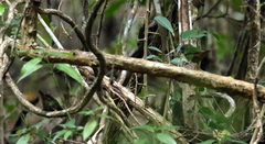 Erythrura trichroa