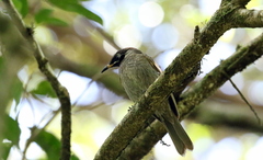 Bolemoreus frenatus