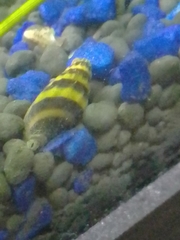 Anentome helena