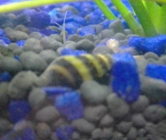 Anentome helena