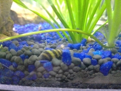 Anentome helena
