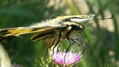 Papilio rutulus