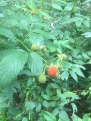 Rubus probus