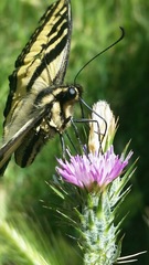 Papilio rutulus
