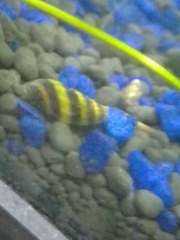 Anentome helena