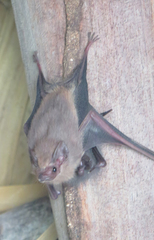 Balantiopteryx plicata