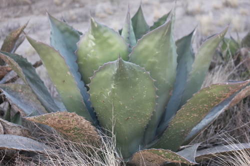 Agave salmiana