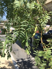 Prosopis glandulosa