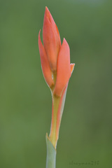 Dichromanthus aurantiacus