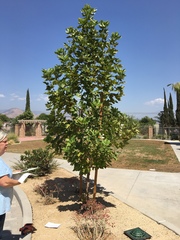 Platanus racemosa