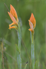 Dichromanthus aurantiacus