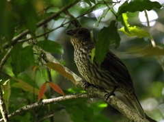 Scenopoeetes dentirostris