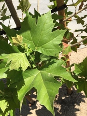 Platanus racemosa