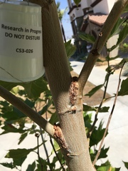 Platanus racemosa